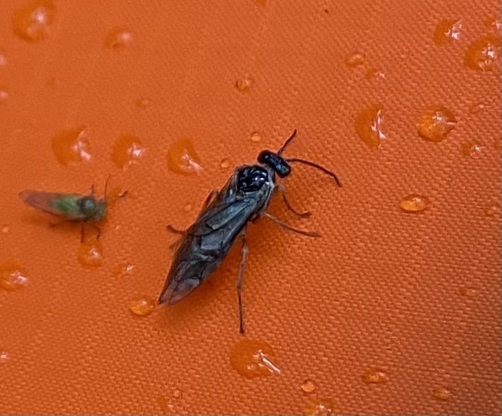 Notofenusa