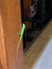Anolis evermanni