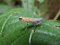 Cosmopterigidae