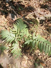Pteridium aquilinum