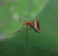 Neospintharus trigonum