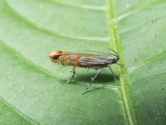 Cosmopterigidae