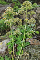 Valeriana