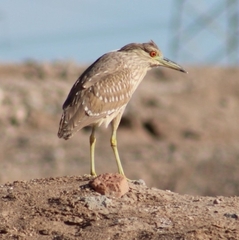Nycticorax nycticorax