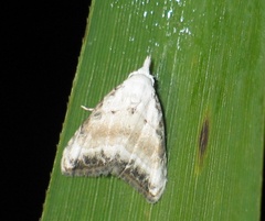 Nola chlamitulalis