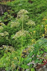 Valeriana