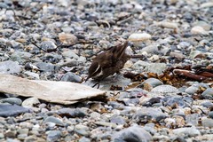 Cinclodes patagonicus