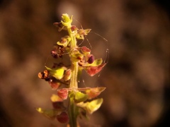Coleus rotundifolius