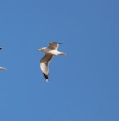 Larus californicus