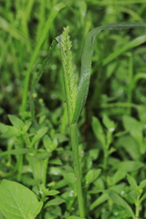 Rostraria trachyantha