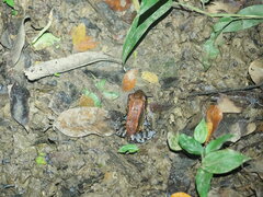 Leptodactylus savagei