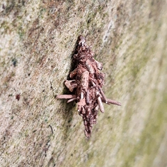Oiketicus