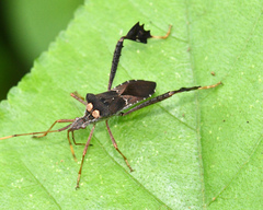 Leptoglossus zonatus