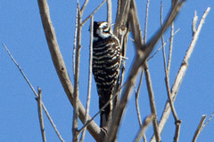 Dryobates nuttallii × scalaris