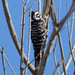 Ladder-backed × Nuttall's Woodpecker - Photo (c) BJ Stacey, some rights reserved (CC BY-NC)