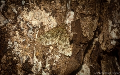 Crasilogia gressitti