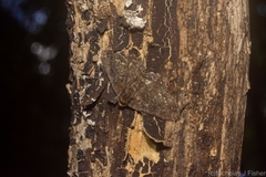 Paradromulia ambigua