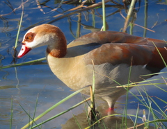 Alopochen aegyptiaca