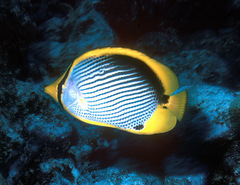 Chaetodon melannotus