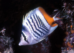 Chaetodon mertensii
