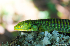 Abronia graminea