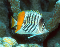 Chaetodon mertensii