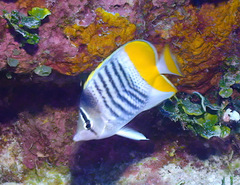 Chaetodon mertensii