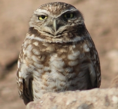 Athene cunicularia hypugaea