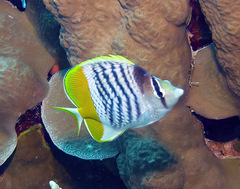 Chaetodon mertensii