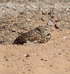 Athene cunicularia hypugaea