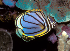Chaetodon meyeri