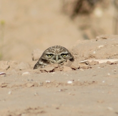 Athene cunicularia hypugaea