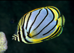 Chaetodon meyeri