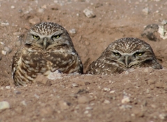 Athene cunicularia hypugaea