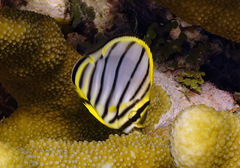 Chaetodon meyeri