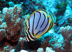 Chaetodon meyeri
