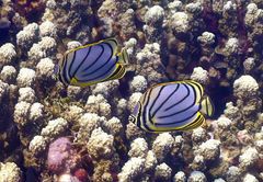 Chaetodon meyeri
