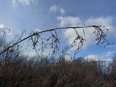 Cladium mariscus