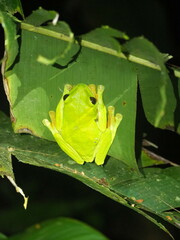 Agalychnis spurrelli