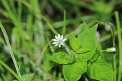 Stellaria cuspidata