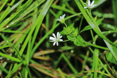 Stellaria cuspidata