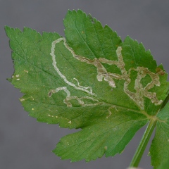Phytomyza spondylii group