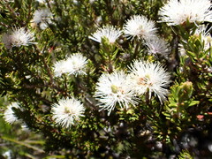 Melaleuca squamea