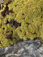 Bolax gummifera