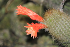 Loxanthocereus acanthurus