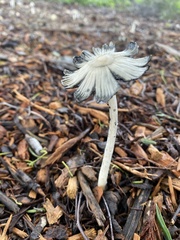 Coprinellus impatiens