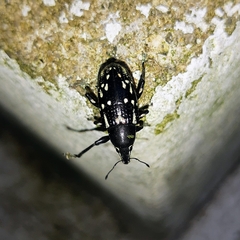 Lordopini
