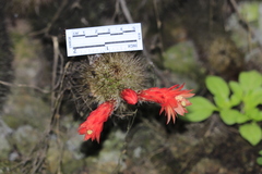 Loxanthocereus acanthurus