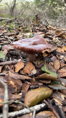 Laccaria amethysteo-occidentalis
