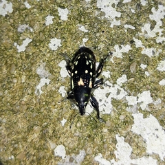 Lordopini